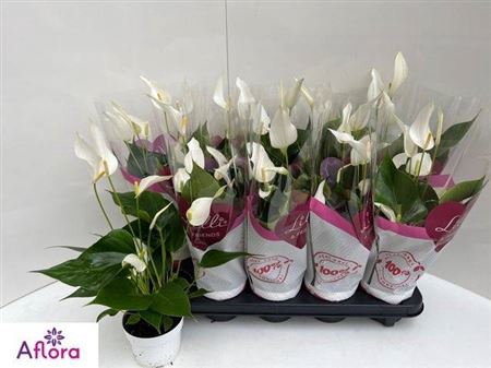 <h4>Anthu Banderola Cava 5+</h4>