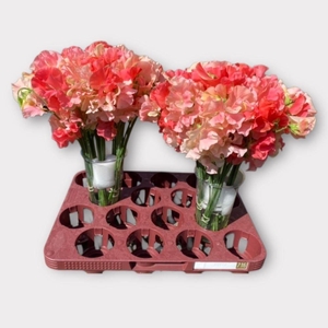 LATHYR SHA OF ROMANC