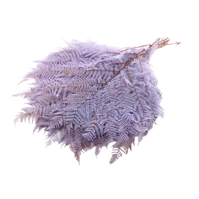 <h4>Fern Bracken Preserved Lilac</h4>