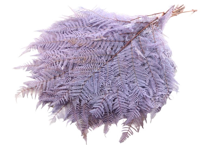 Fern Bracken Preserved Lilac