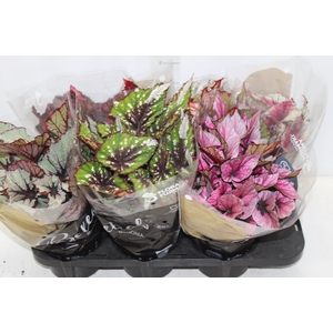BEGONIA BELEAF P15 PO