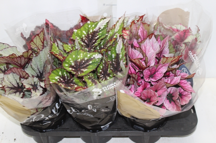 <h4>BEGONIA BELEAF P15 PO</h4>