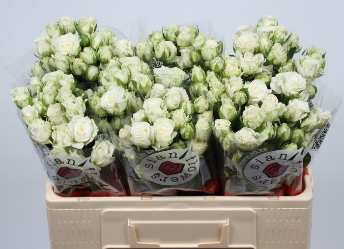 <h4>R TR MISS BOMBASTIC</h4>