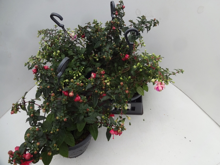 <h4>FUCHSIA GEM</h4>