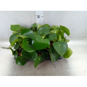 Peperomia polybotrya 'Raindrop'