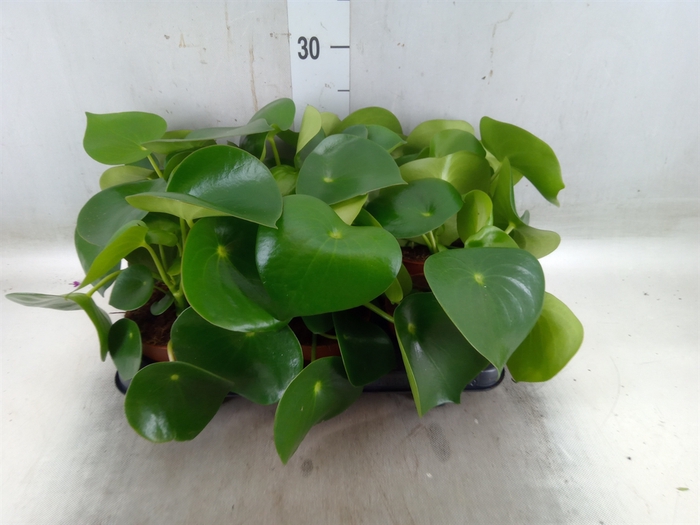 <h4>Peperomia polybotrya 'Raindrop'</h4>
