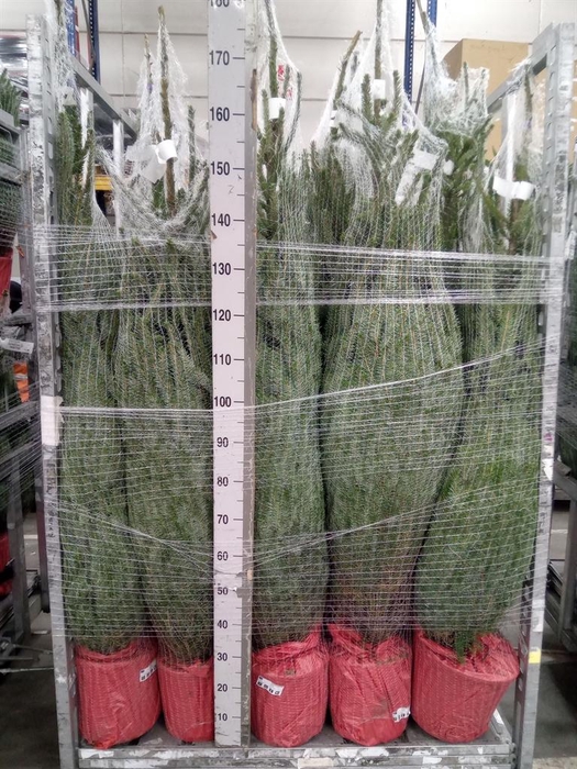 <h4>Picea omorika</h4>