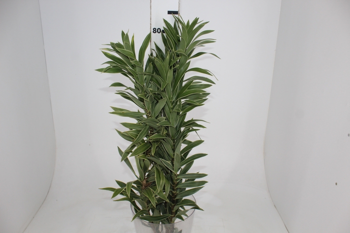 <h4>FOLHAGEM DRACENA PLEOMELE CINZA</h4>