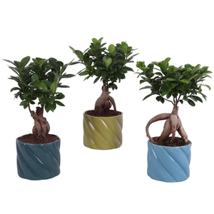 Ficus m. Ginseng Ball Shape Ø12cm in Ø14cm Ceramic FB674