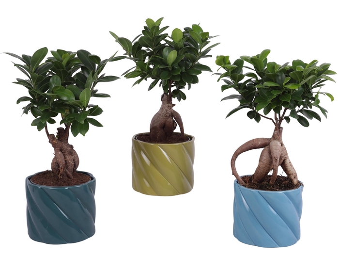<h4>Ficus m. Ginseng Ball Shape Ø12cm in Ø14cm Ceramic FB674</h4>