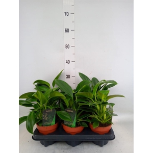 Philodendron  'Green Princess'