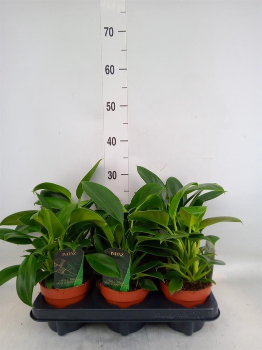 <h4>Philodendron 'Green Princess'</h4>