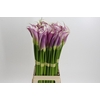 Zantedeschia Eydolls Purple White