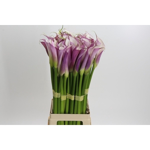 Zantedeschia Eydolls Purple White