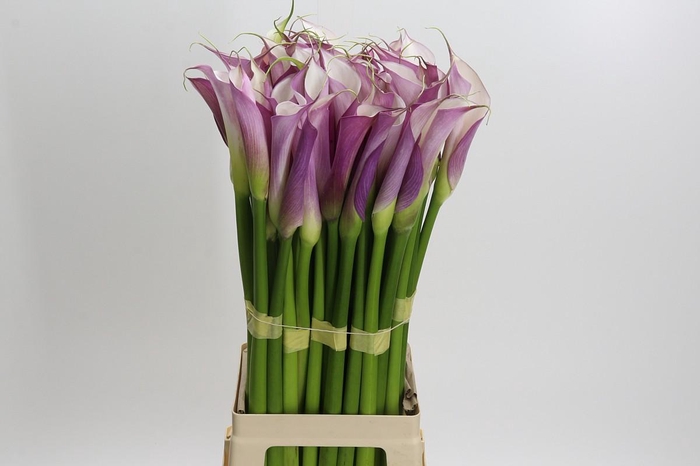 <h4>Zantedeschia Eydolls Purple White</h4>