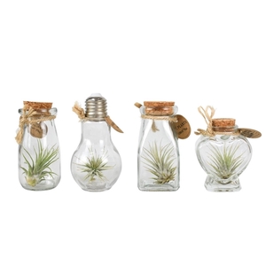 Tillandsia glas Bottle small mix