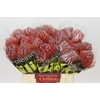Nutans Scarlet Ribbon