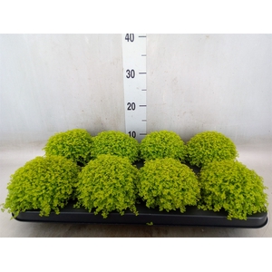Soleirolia soleirolii 'Aurea'