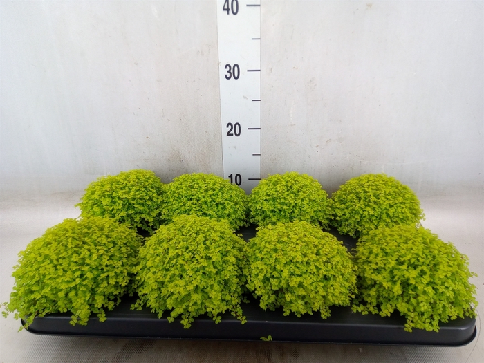 <h4>Soleirolia soleirolii 'Aurea'</h4>