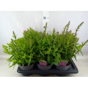 Lythrum  'Robin'