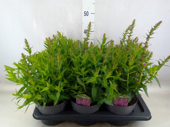 <h4>Lythrum  'Robin'</h4>