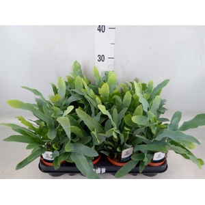 Phlebodium aureum 'Blue Star'