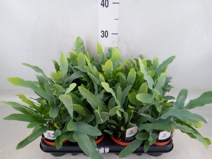 <h4>Phlebodium aureum 'Blue Star'</h4>