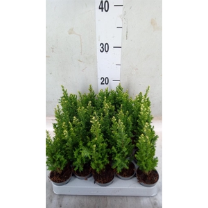 Chamaecyparis laws. 'Snow White'