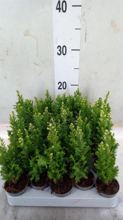 <h4>Chamaecyparis laws. 'Snow White'</h4>