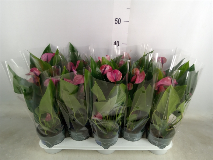 <h4>Anthurium andr. 'Pure Purple'</h4>