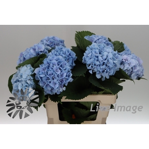Hydrangea lollipop blue