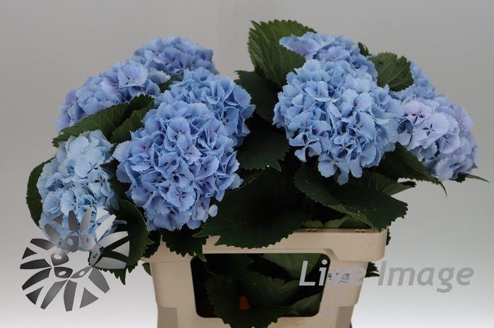 <h4>Hydrangea lollipop blue</h4>