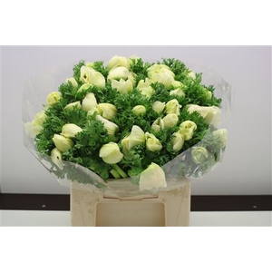 Anem Z Mistral Pure White