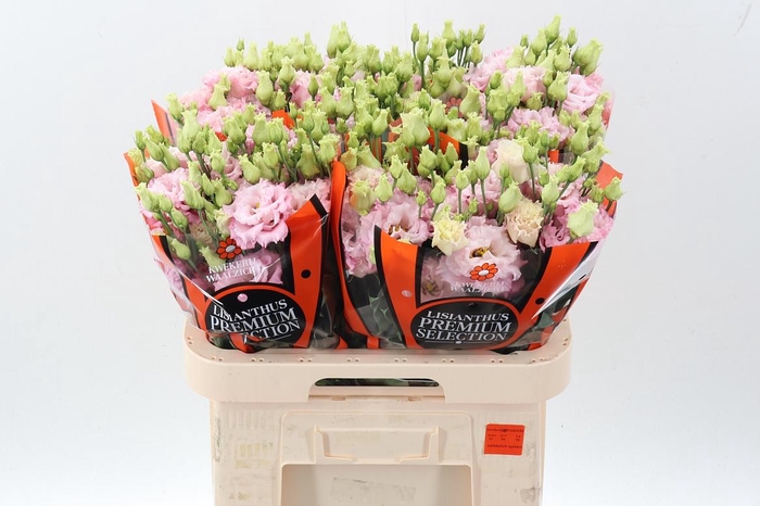 <h4>Eus G Celeb Queen</h4>