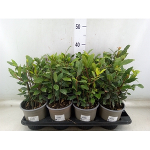 Laurus nobilis
