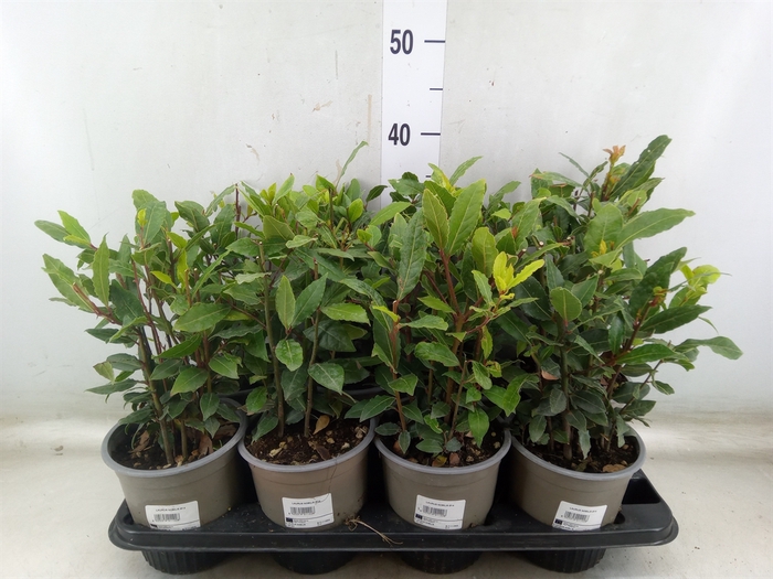 <h4>Laurus nobilis</h4>