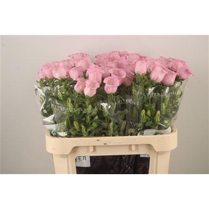 Campanula Med Pearl Pink