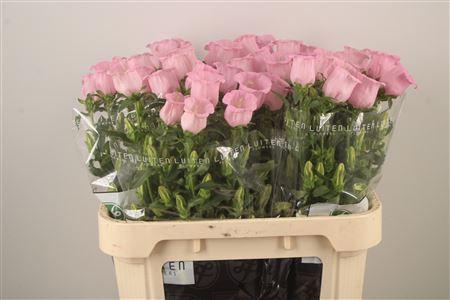 <h4>Campanula Med Pearl Pink</h4>