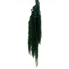 Pres Amaranthus Bleached Apple Green