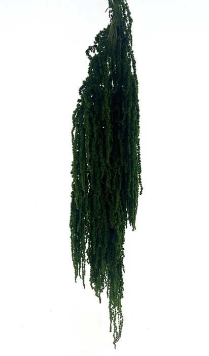 Pres Amaranthus Bleached Apple Green