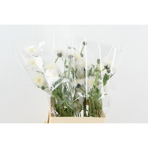CENTAU WHITE CHOCOLATE ARTISTIEK