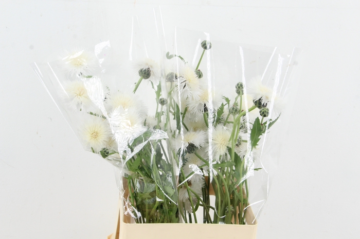 <h4>CENTAU WHITE CHOCOLATE ARTISTIEK</h4>