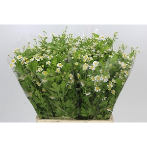Tanacetum Camille