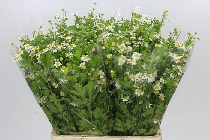 <h4>Tanacetum Camille</h4>