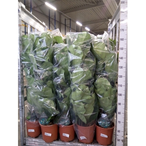 Ficus lyrata