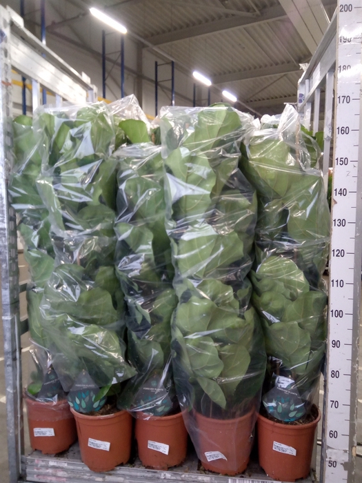 <h4>Ficus lyrata</h4>