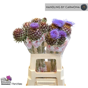 CYNARA CARDUNCULUS
