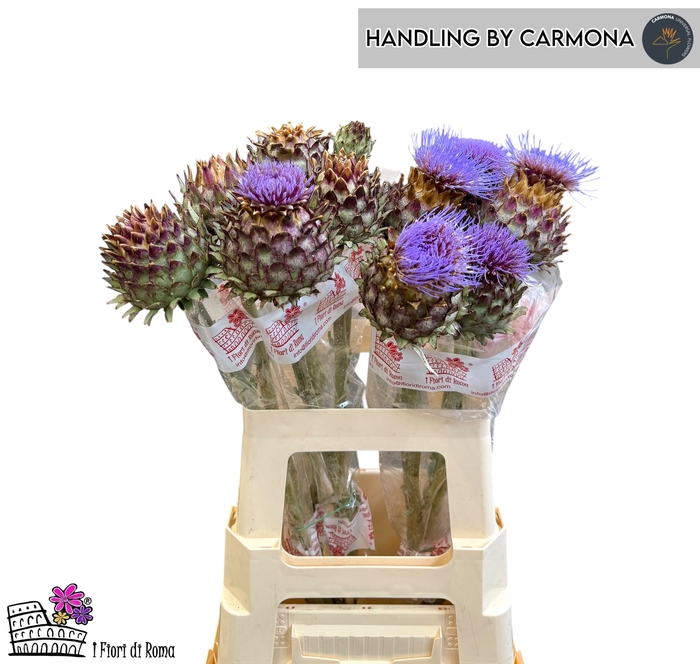 <h4>CYNARA CARDUNCULUS</h4>