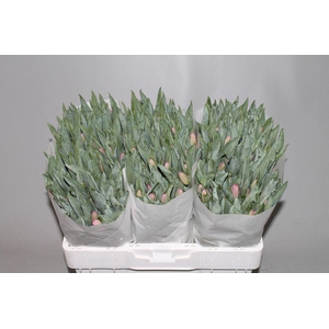 Tulipa si molto amata