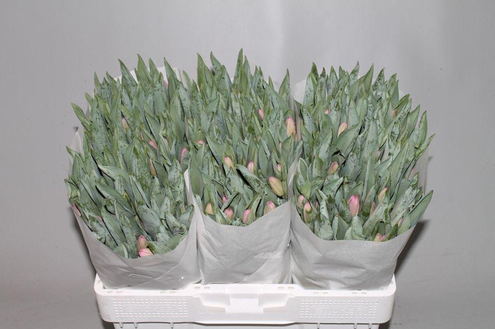 <h4>Tulipa si molto amata</h4>